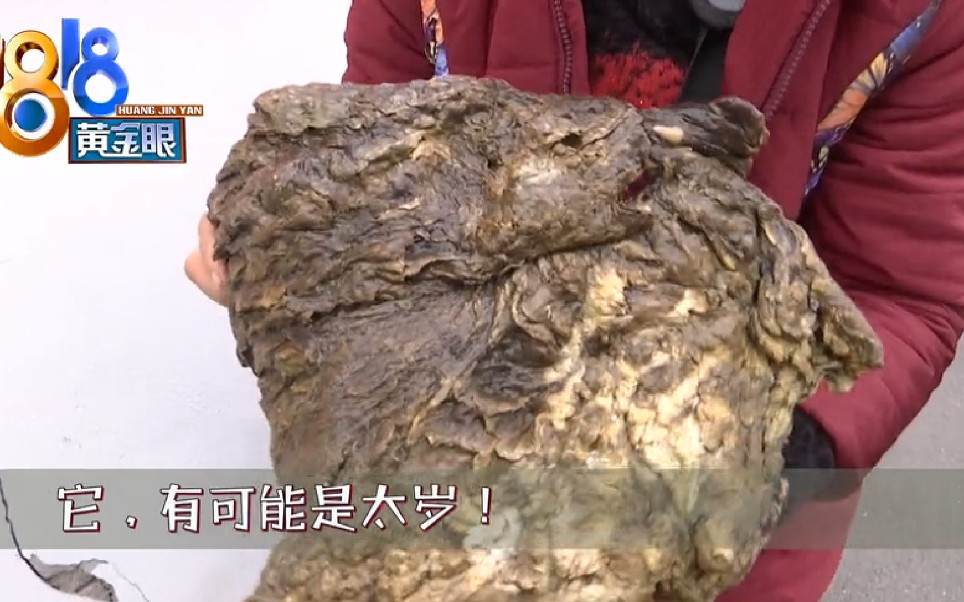 大妈摸螺蛳摸到巨大“肉灵芝” 热心群众拿火一烧结局意外